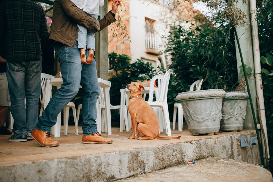 Jardin sécurisé avec détecteur d’alarme extérieur, animaux domestiques présents et végétation, illustrant la prévention des fausses alertes